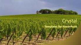  Presentation with vineyards - Presentation consisting of typical-vineyards-near-chateau-d background and a tawny brown colored foreground