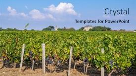 Presentation with vineyards - PPT layouts featuring typical-vineyards-near-chateau-la background and a  colored foreground