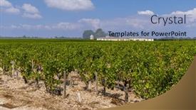  Presentation with vineyards - PPT theme with typical-vineyards-near-chateau-latour background and a light blue colored foreground