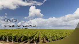  Presentation with vineyards - Presentation theme with typical-vineyards-near-saint-estephe background and a light blue colored foreground
