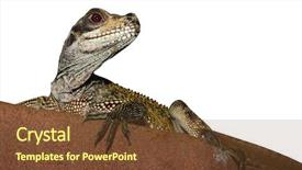  Presentation with agama - Colorful presentation theme enhanced with tyrannosaurus - tropical reptile - agama lizard backdrop and a tawny brown colored foreground