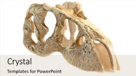  Presentation with 3d isolated t rex head - Slide set enhanced with tyrannosaurus head isolated on white background and a coral colored foreground