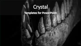  Presentation with dinosaur - PPT theme having tyrannosaurus rex dinosaur tusks long background and a dark gray colored foreground