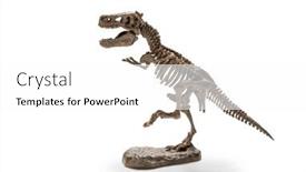  Presentation with skeleton - Presentation theme featuring tyrannosaurus-rex-skeleton-on-white and a white colored foreground
