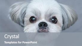  Presentation with dog baby cute child - PPT theme having cute shih-tzu dog close background and a gray colored foreground