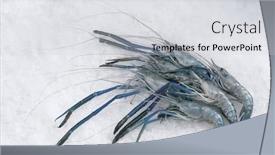 Presentation with prawn - Cool new PPT theme with udang galah river prawn backdrop and a light gray colored foreground