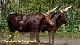  Presentation with animal - Colorful theme enhanced with ankole-watusi bos taurus watusi backdrop and a tawny brown colored foreground