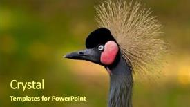  Presentation with crane - Cool new PPT theme with close-up of a grey crowned crane balearica regulorum backdrop and a tawny brown colored foreground
