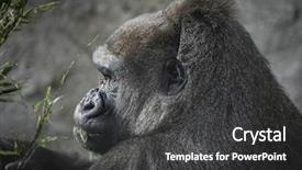  Presentation with powerful - PPT layouts enhanced with portrait western lowland - huge and powerful gorilla natural background and a dark gray colored foreground
