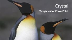  Presentation with king - Audience pleasing PPT theme consisting of uk south georgia island two king penguins standing side by side close up backdrop and a dark gray colored foreground