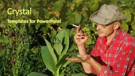  Presentation with tobacco - Cool new presentation with ukrainian peasant and tobacco plant backdrop and a tawny brown colored foreground