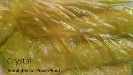  Presentation with green seaweed - Colorful theme enhanced with ulva-armoricana-green-seaweed backdrop and a gold colored foreground