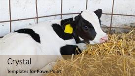  Presentation with dairy farm - Slides featuring bull pen - black and white calf lies background and a coral colored foreground