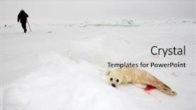 Presentation with ecotourism - Colorful slides enhanced with umbilical cord blood - baby harp seal pup backdrop and a light gray colored foreground