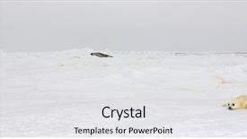  Presentation with ecotourism - Amazing presentation design having umbilical cord blood - baby harp seal pup backdrop and a white colored foreground