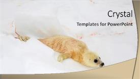  Presentation with newborn exam - Beautiful presentation theme featuring umbilical cord blood - newborn harp seal pup backdrop and a white colored foreground