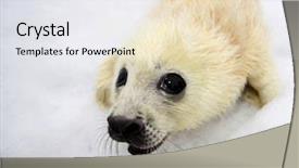  Presentation with newborn - PPT theme with umbilical cord blood - newborn harp seal pup background and a white colored foreground