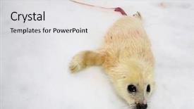  Presentation with blood - Slide set enhanced with umbilical cord blood - newborn harp seal pup background and a light gray colored foreground