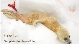  Presentation with mom and newborn - Amazing PPT theme having umbilical cord blood - newborn harp seal pup backdrop and a cream colored foreground