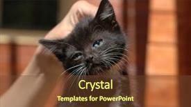  Presentation with cat - PPT theme enhanced with unbelief - guilty cat background and a  colored foreground