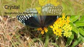  Presentation with female - Audience pleasing slide deck consisting of uncommon - beautiful rare female diana fritillary backdrop and a gold colored foreground