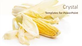  Presentation with corn cob - PPT theme enhanced with uncooked-corn-cob-isolated background and a cream colored foreground