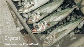  Presentation with blade - Presentation theme enhanced with uncooked-fresh-fish-on-ice background and a gray colored foreground