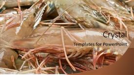  Presentation with live - Slide set with uncooked fresh raw shrimp background and a coral colored foreground