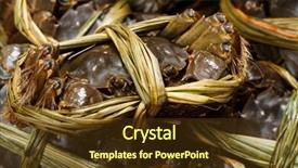  Presentation with crabs - PPT theme consisting of uncooked hairy crabs background and a tawny brown colored foreground