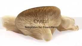 Presentation with mushrooms - Slides consisting of uncooked mushrooms isolated on a white background background and a coral colored foreground