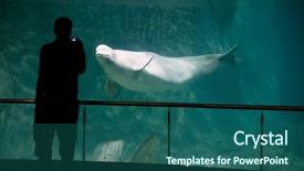  Presentation with silhouette of man worship - Theme having undergroun tanks - beluga in aquarium and silhouette background and a ocean colored foreground