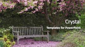 Presentation with cherry blossoms in full bloom - Presentation theme having underneath a kwanzan cherry tree background and a dark gray colored foreground