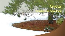  Presentation with pine - Audience pleasing presentation design consisting of underneath pine tree in winter backdrop and a tawny brown colored foreground