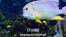  Presentation with world - Presentation theme consisting of colorful coral reef neon - undersea world background and a wine colored foreground