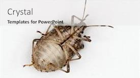  Presentation with stink - Slide set having underside of brown marmorated stink bug background and a white colored foreground
