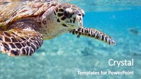  Presentation with sea animals - Amazing presentation theme having underwater animals - close up of hawksbill sea backdrop and a seafoam green colored foreground