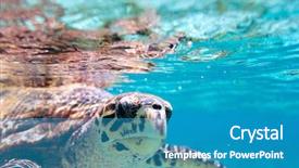  Presentation with sea animals - Amazing PPT theme having underwater animals - close up of hawksbill sea backdrop and a teal colored foreground