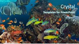 Presentation with sea coral - PPT theme consisting of underwater animals - coral and fish background and a  colored foreground