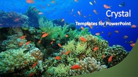  Presentation with tropical reef fish - Colorful slide set enhanced with underwater animals - coral reef and tropical fish backdrop and a cobalt blue colored foreground