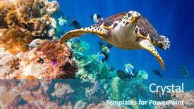  Presentation with water ocean - Amazing PPT theme having underwater animals - hawksbill turtle - eretmochelys imbricata backdrop and a ocean colored foreground
