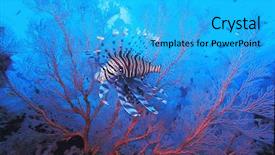  Presentation with simple soft fire - Presentation theme enhanced with underwater animals - lionfish in front of soft background and a  colored foreground