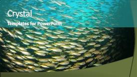  Presentation with coral reef - Slides having underwater animals - school of snapper fish background and a  colored foreground