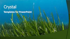  Presentation with green seaweed - Cool new presentation with underwater blue sea green grass backdrop and a teal colored foreground