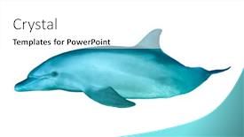  Presentation with dolphin - Presentation design having underwater bottlenose dolphin isolated background and a white colored foreground