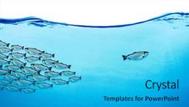  Presentation with stream - Colorful PPT layouts enhanced with underwater communication - many fishes in blue water backdrop and a cyan colored foreground