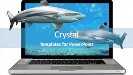  Presentation with sharks - Amazing slide set having underwater communication - modern laptop computer with sharks backdrop and a  colored foreground
