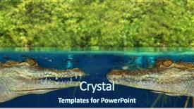  Presentation with mangrove - Slides with underwater communication - two crocodile face each other background and a  colored foreground