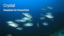  Presentation with coral reef - Beautiful presentation theme featuring underwater coral reef and fish backdrop and a gray colored foreground