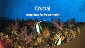  Presentation with reef octopus underwater - Presentation theme having underwater coral reef and fish background and a teal colored foreground