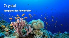  Presentation with coral reef - Slide set with underwater coral reef and fish background and a gray colored foreground